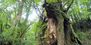 屋久杉ペーパーから考える「永遠」と「使命」 のアイキャッチ画像